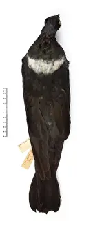Crescent Prints: Columba jouyi, Ryukyu pigeon