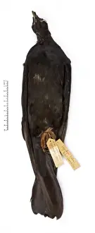 Columba jouyi, Ryukyu pigeon