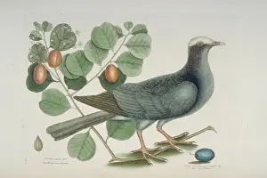 Columba leucocephala, white-crowned pigeon