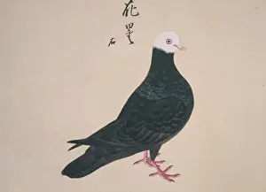 Fancy Domestic Pigeon Prints: Columba livia, domestic pigeon