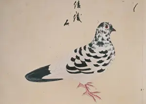 Columba livia, domestic pigeon