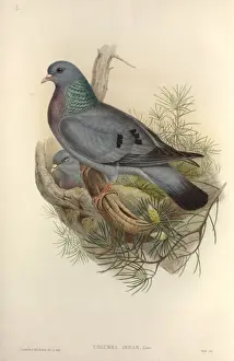 Hollow Prints: Columba oenas, stock dove