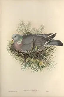 Columba palumbus, woodpigeon