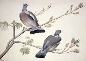 Perching Prints: Columba palumbus, woodpigeon