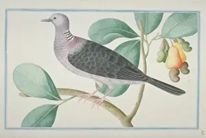 Loten Prints: Columba torringtoni, Sri Lanka woodpigeon