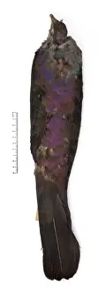 Columba versicolor, Bonin wood pigeon