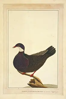 George Raper Prints: Columba vitiensis, white-throated pigeon