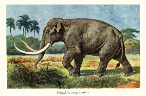 Mammoth Prints: Columbian mammoth extinct species of mammoth, Pleistocene