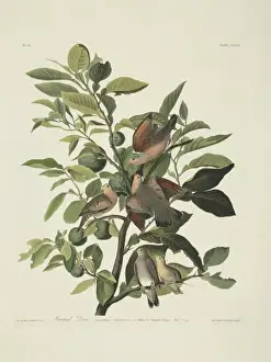Columbina passerina, common ground dove