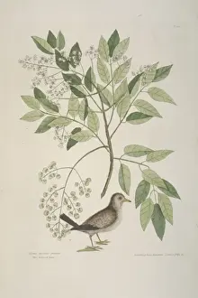 Columbina passerina, common ground dove