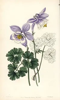 Joyous Prints: Columbine, Aquilegia glandulosa