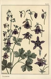Columbine, Aquilegia vulgaris, flower parts