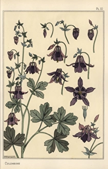 Eugene Gallery: Columbine, Aquilegia vulgaris, flower parts