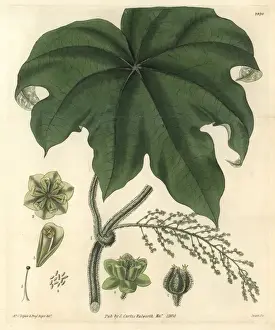 Hooker Prints: Columbo or calumba plant, Cocculus palmatus
