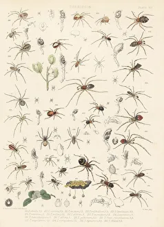 Tuffen West Prints: Comb-footed spider and cobweb spiders