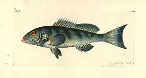 Virescens Prints: Comber, Serranus cabrilla