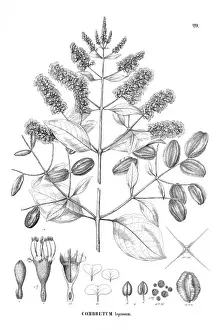 Myrtales Prints: Combretum leprosum