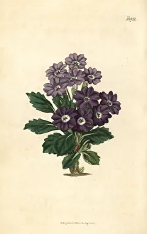 Primula Gallery: Comely auricula, Primula decora