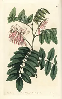 Comely Prints: Comely indigo, Indigofera decora