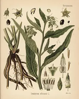 Comfrey, Symphytum officinale