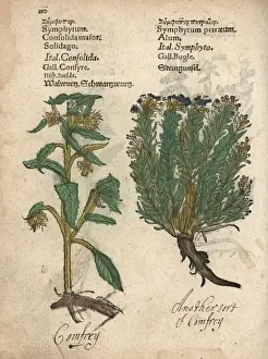 Savory Prints: Comfrey, Symphytum officinale, and savory