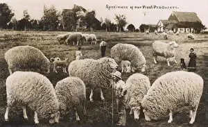 Immense Prints: Comic exaggeration card - The Wool Producers of Canada