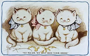Comic postcard, Three Cats