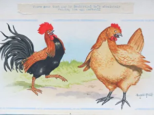 Images Dated 21st August 2015: Comic postcard, Cockerel and hen