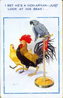 Perch Gallery: Comic postcard, Cockerel, hen and parrot