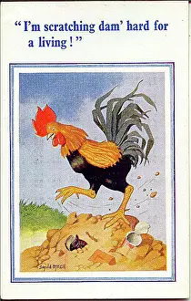Scratching Prints: Comic postcard, Cockerel scratching for a living Date: 20th century