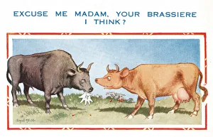 Udders Prints: Comic postcard, cow and bull - your brassiere, I think? Date: 20th century