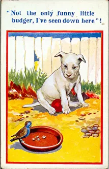 Word Gallery: Comic postcard, Dog and bird in the garden