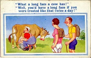 Milking Prints: Comic postcard, Long-faced cow being milked