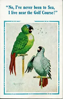Perch Prints: Comic postcard, Two parrots chatting Date: 20th century