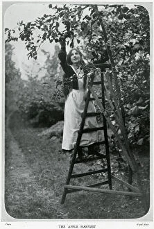 Apples Gallery: Coming of Autumn 1906