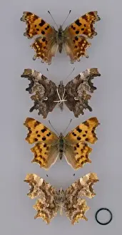 Entomological Prints: Comma, Polygonia c-album