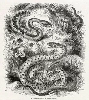 Common adder and Ringed snake