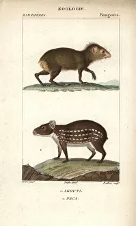 Agouti Gallery: Common agouti, Dasyprocta species, and lowland