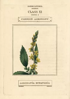 Agrimony Collection: Common agrimony, Agrimonia eupatoria