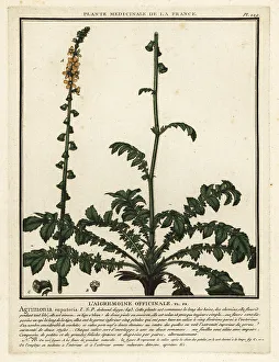 Colour Printing Prints: Common agrimony, Agrimonia eupatoria