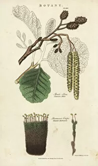 Common alder tree, Betula alnus, and frizzled