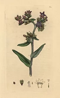 Officinalis Gallery: Common alkanet, Anchusa officinalis