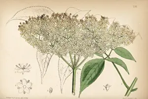 Canadensis Prints: Common American elderberry, Sambucus canadensis
