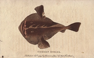 Angler Gallery: Common angler fish, Lophius piscatorius