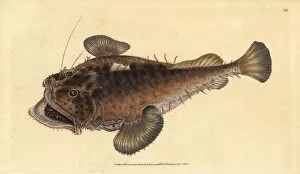 Angler Gallery: Common angler fish, Lophius piscatorius