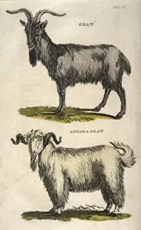Angora Gallery: Common and Angora Goat