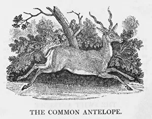 Capra Gallery: Common Antelope (Bewick)