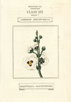 Common arrowhead, Sagittaria sagittifolia