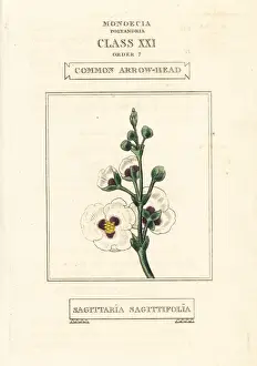 Duppa Prints: Common arrowhead, Sagittaria sagittifolia