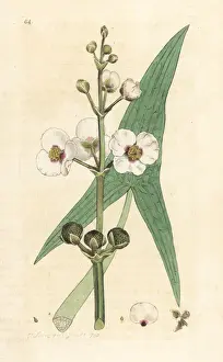 Common arrowhead, Sagittaria sagittifolia